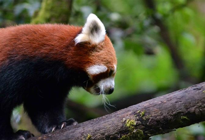 Padmaja Naidu Himalayan Zoological Park